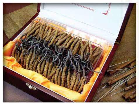 滨江冬虫夏草回收?